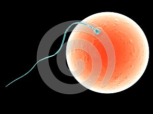 Sperms and human egg