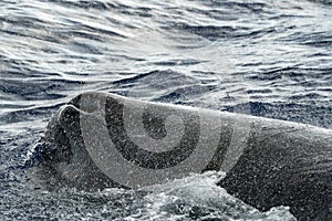 spermwhale blowhole detail on sea surface Sperm Whale diving at sunset in mediterranean sea