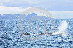 Spermwhale blowing to the seagulls photo