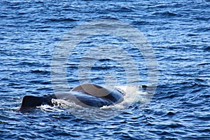Spermwhale emerging from the sea photo