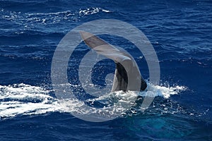 spermwhale on sea surface Sperm Whale diving tail detail somersault in mediterranean sea