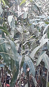 Spetoal mango sindoor qudadath amboor are available at rate inal juman garden Doha photo