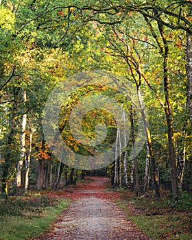 Speulderbos The Netherlands