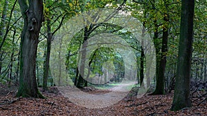 Speulderbos The Netherlands