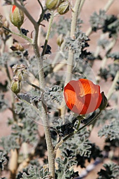 Sphaeralcea Ambigua Bloom - Pinto Basin Desert - 032422