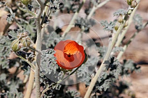 Sphaeralcea Ambigua Bloom - Pinto Basin Desert - 032422