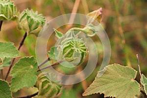 Sphaeralcea bonaerensis dry fruit - globemallow - mallow - capsule