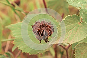 Sphaeralcea bonaerensis dry fruit - globemallow - mallow - capsule