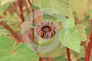 Sphaeralcea bonaerensis dry fruit - globemallow - mallow - capsule