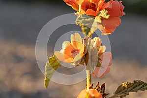 Sphaeralcea bonariensis - Globemallow - close up - Pink flower