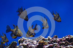 Sphaeramia nematoptera in aquarium
