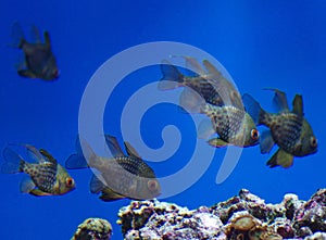 Sphaeramia nematoptera in  aquarium