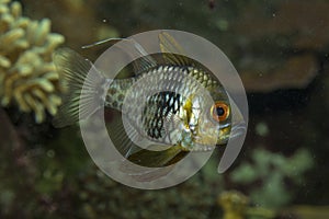 Sphaeramia nematoptera pajama cardinalfish, spotted cardinalfish, coral cardinalfish, polkadot cardinalfish.