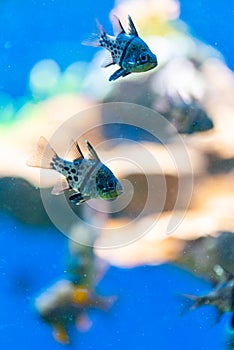 Sphaeramia orbicularis, orbiculate cardinalfish