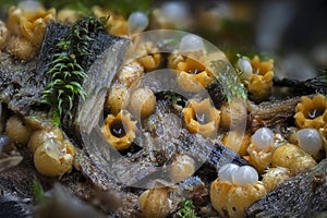 The Sphaerobolus stellatus is an inedible mushroom photo