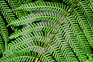 Sphaeropteris cooperi or Cyathea cooperi lacy tree fern, scaly tree fern photo