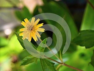 Sphagneticola calendulacea is a perennial herb in the genus Sphagneticola. Family Asteraceae. Tolerant to drought, humidity.