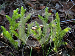Sphagnum background. anophyte.