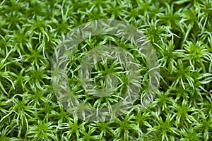 Sphagnum background
