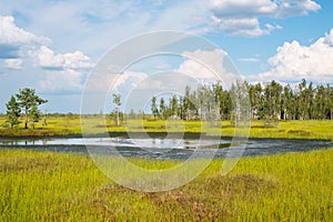 Sphagnum bog Yelnya in Belarus