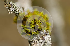 Sphagnum and lichens on bark