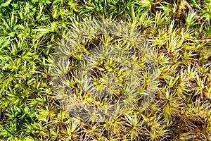 Sphagnum Moss