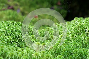 Sphagnum moss