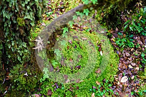 Sphagnum moss in Ang Ka Luang Nature Trail