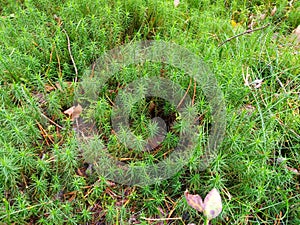 Sphagnum moss background