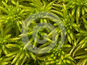 Sphagnum moss, bog moss, quacker moss (peat)