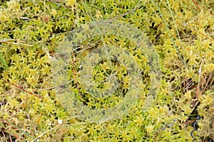 Sphagnum Moss in Closeup