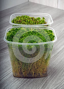 Sphagnum moss in a container