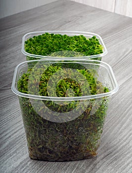 Sphagnum moss in a container