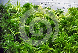 Sphagnum moss in a container