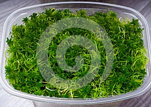 Sphagnum moss in a container