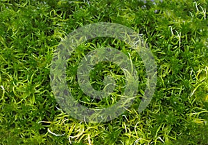 Sphagnum moss in a container