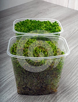Sphagnum moss in a container