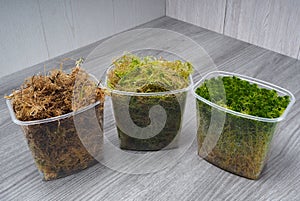 Sphagnum moss in a container