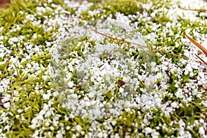 Sphagnum Moss Covered in a Fresh Layer of Graupel Snow in Spring
