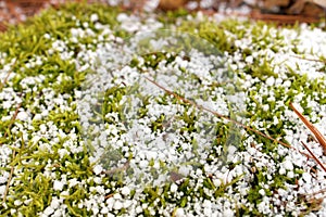 Sphagnum Moss Covered in a Fresh Layer of Graupel Snow in Spring