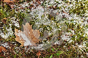 Sphagnum Moss, Grass, and a Brown Maple Leaf Covered in a Dusting of Graupel Snow in Spring