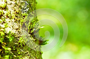 Sphagnum moss grows on a tree. Macro. Copyspace