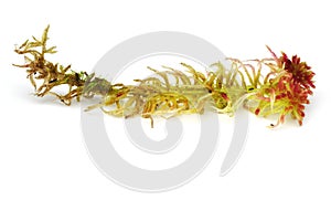 Sphagnum moss