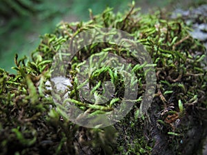 Sphagnum moss Peat moss in forest. Close up of  Peat moss