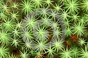 Sphagnum moss (S. cuspidatum) texture