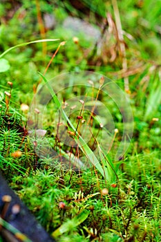 Sphagnum with spores photo