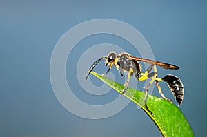 Sphecidae