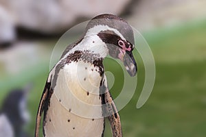 Sphenisciformes - Penguin - portrait