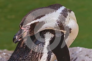 Sphenisciformes - Penguin - portrait photo