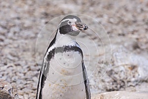 Sphenisciformes - Penguin - portrait photo